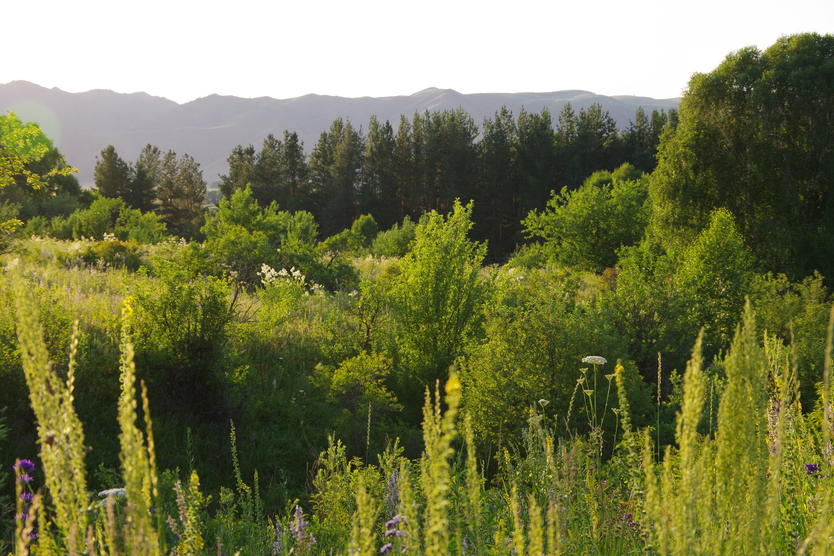 Blumen, Gräser, Kräuter alles im saftigen Grün
