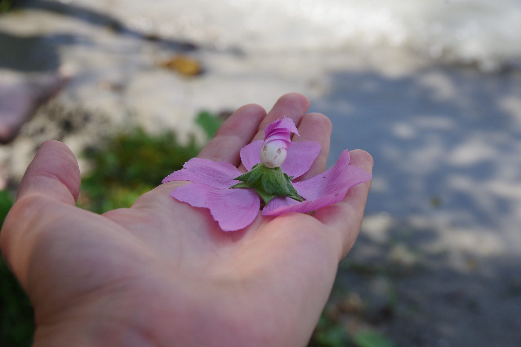 Blüte mit Gesicht auf der Hand