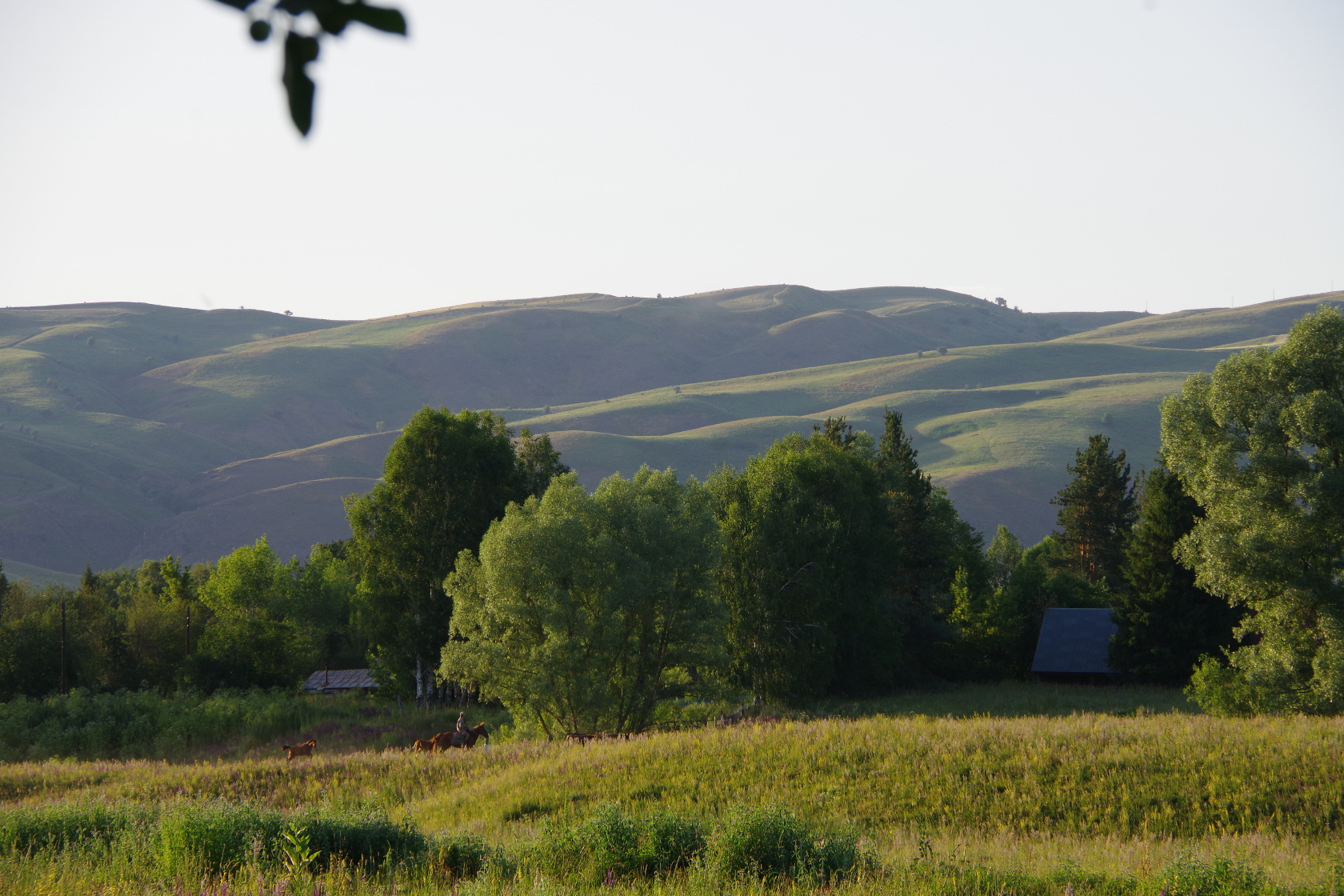 Ein Reiter mit Fohlen