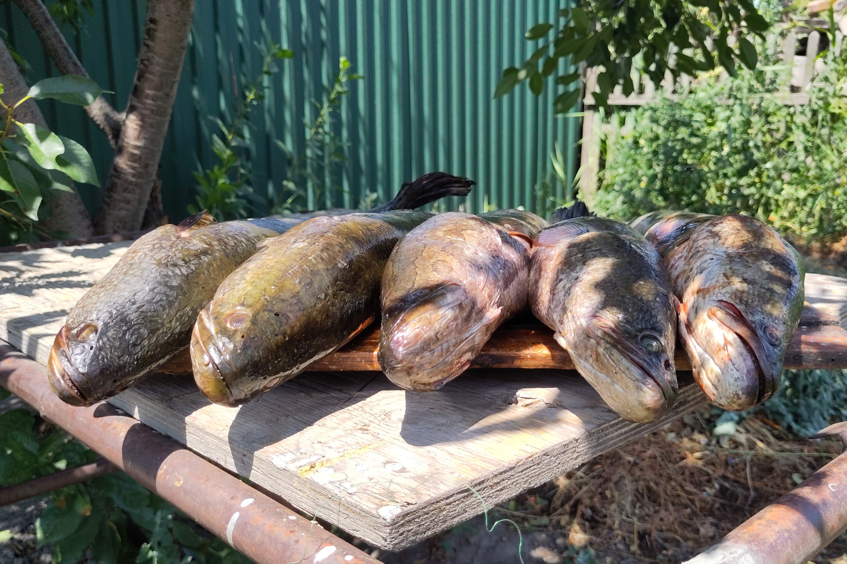 Fischfang des Vortages