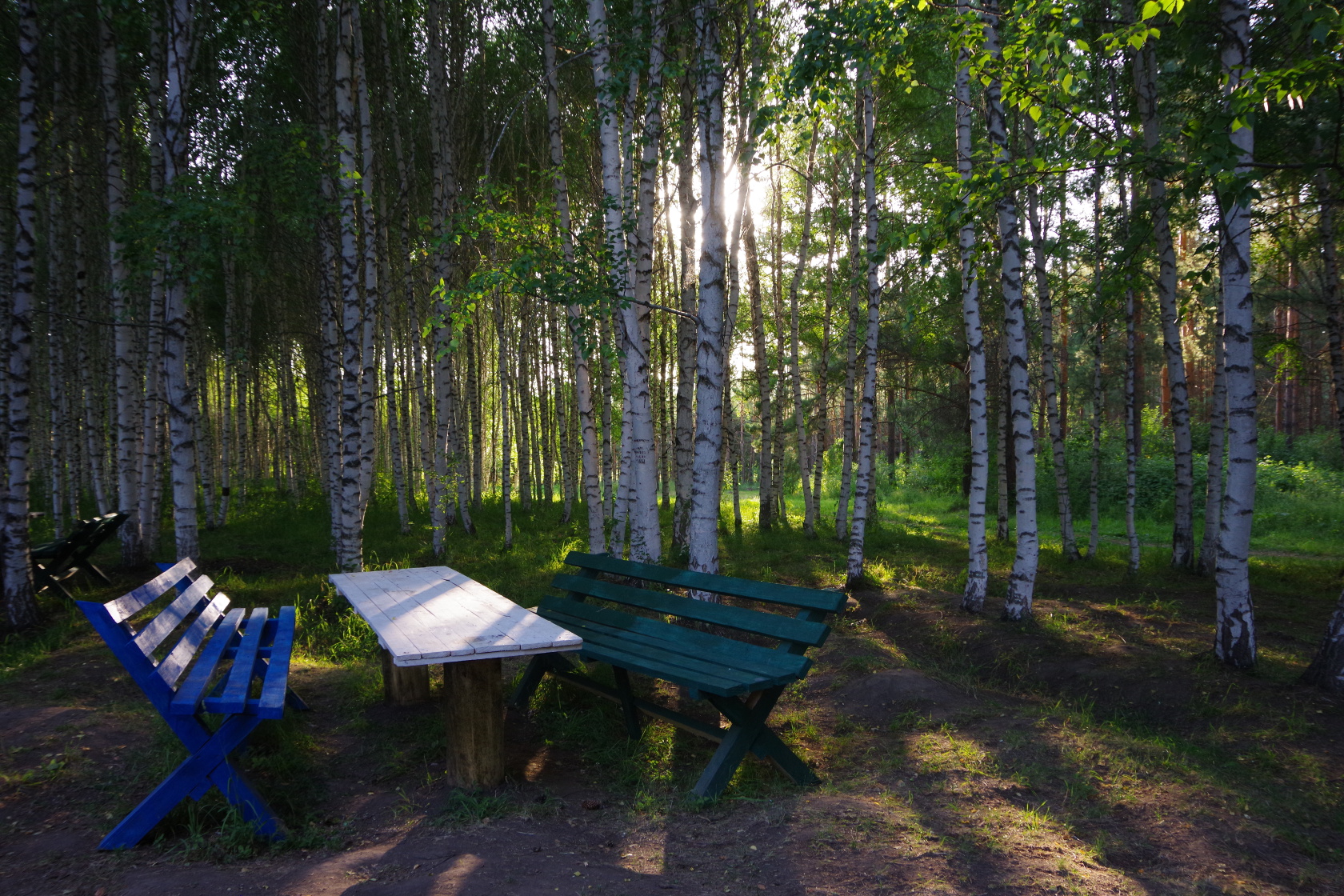 Zwei Bänke vor einem kleine Birkenwäldchen