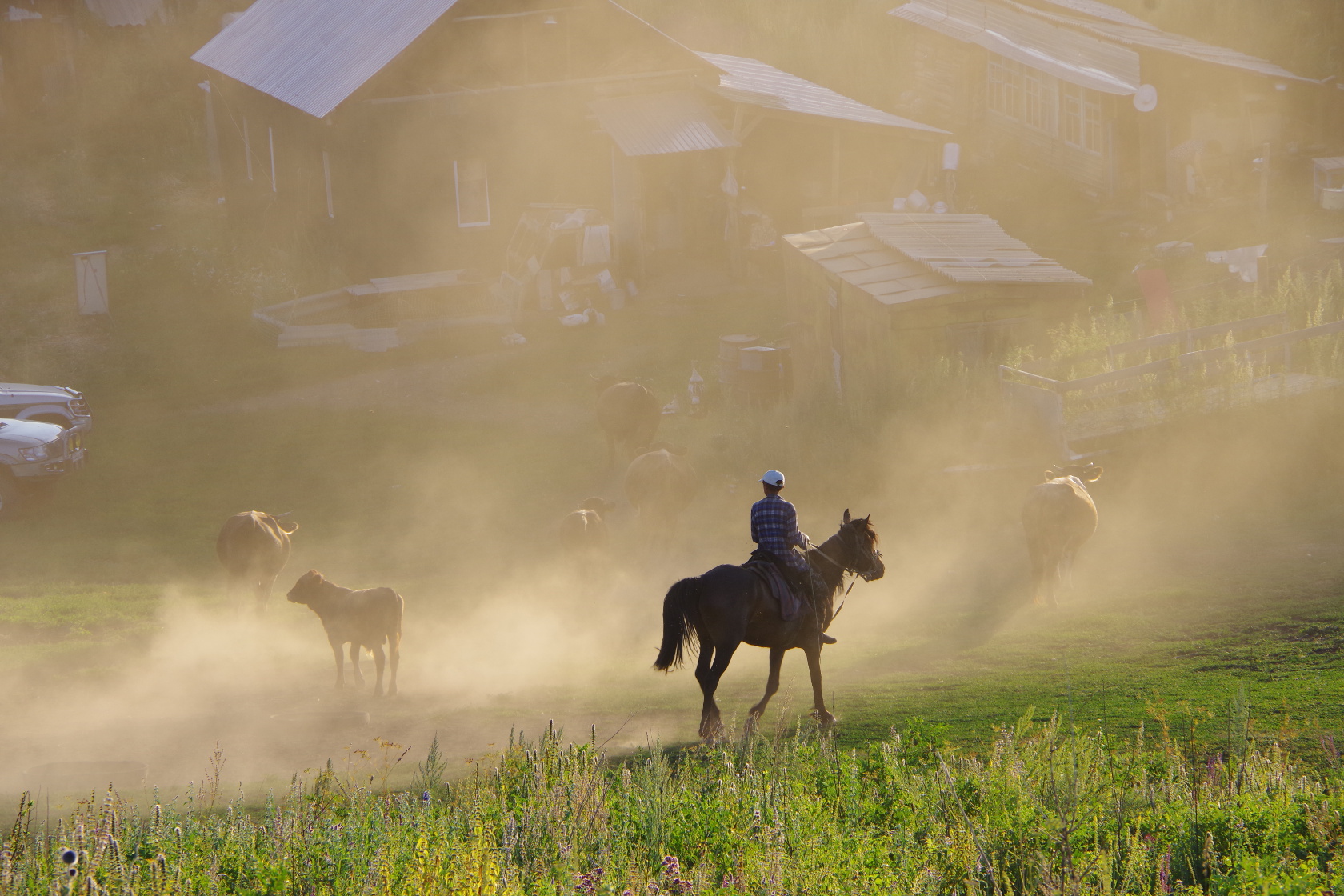 Die Rinder werden zum Hof getrieben