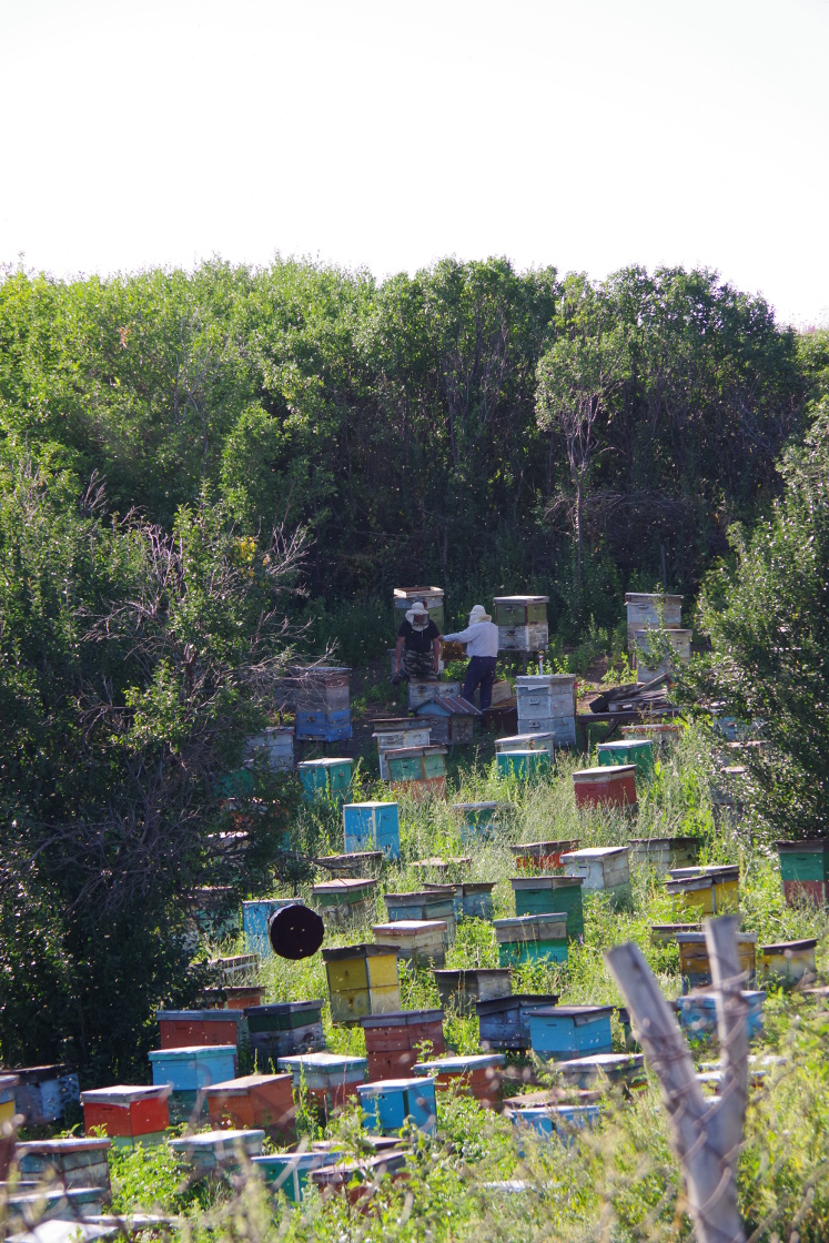 Die anderen arbeiten noch fleißig. Man kann auf dem Bild auch die tausenden Bienen sehen.