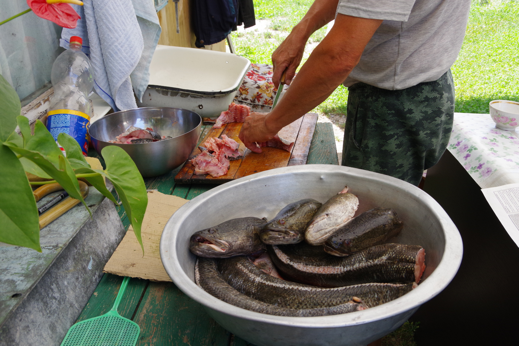 Zubereitung der Fische