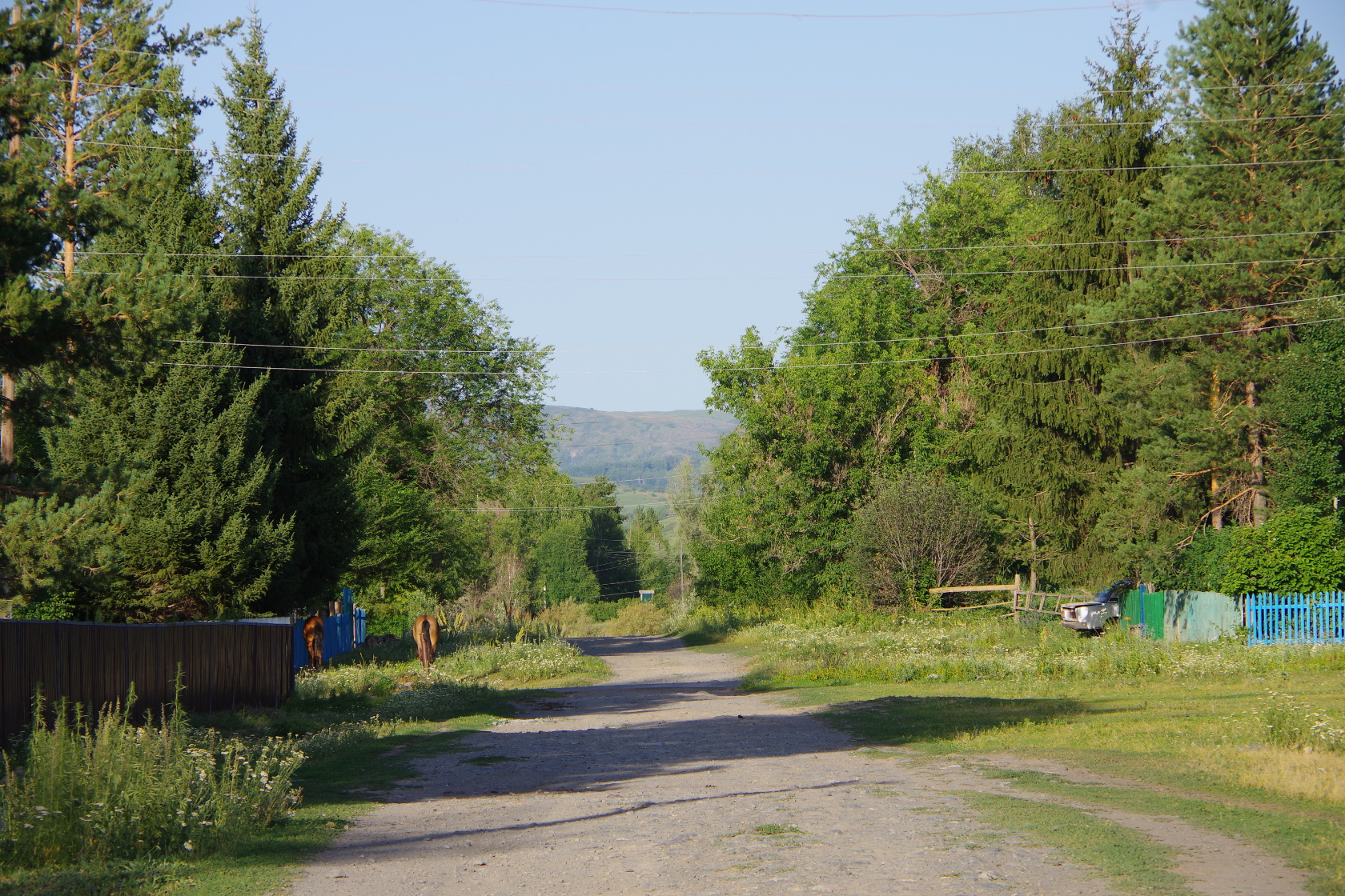 Im Ort frei herumlaufende Pferde 