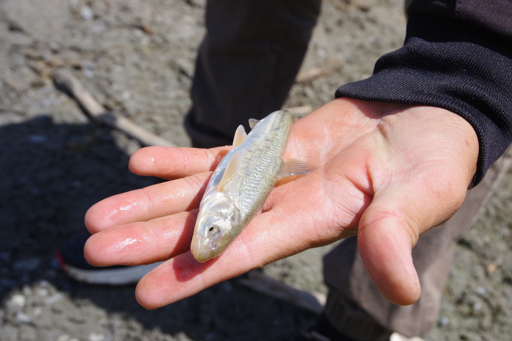 Angeln am Fluss Tentek