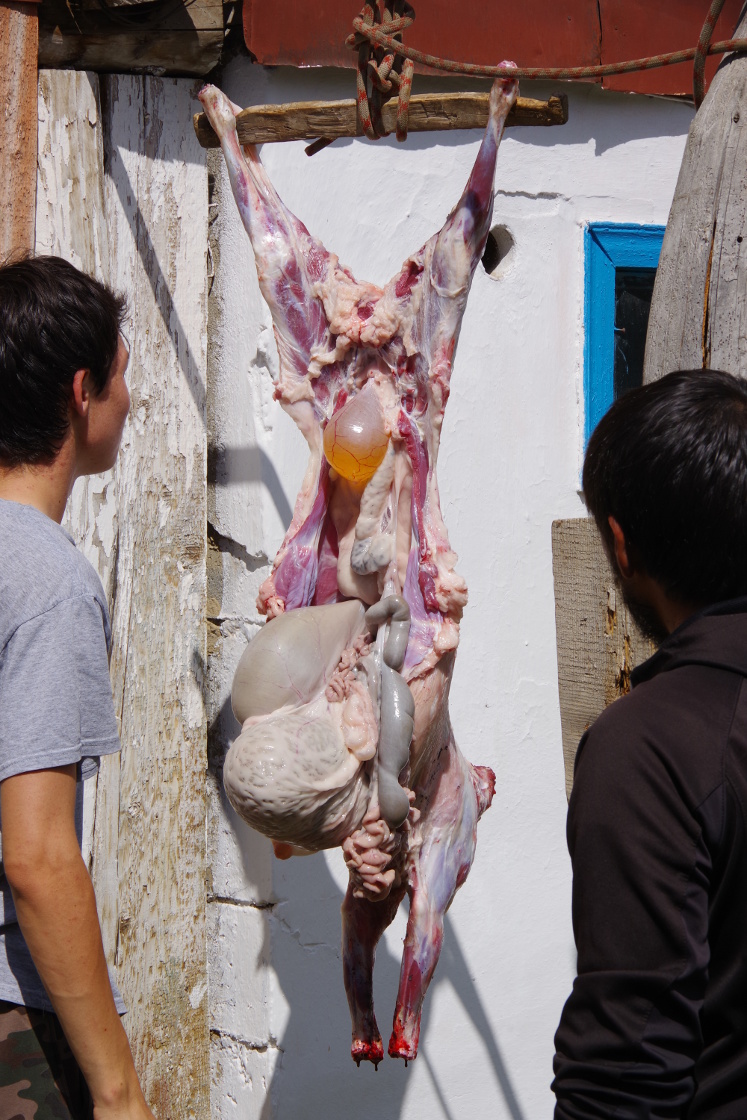 Schlachtung einer Ziege