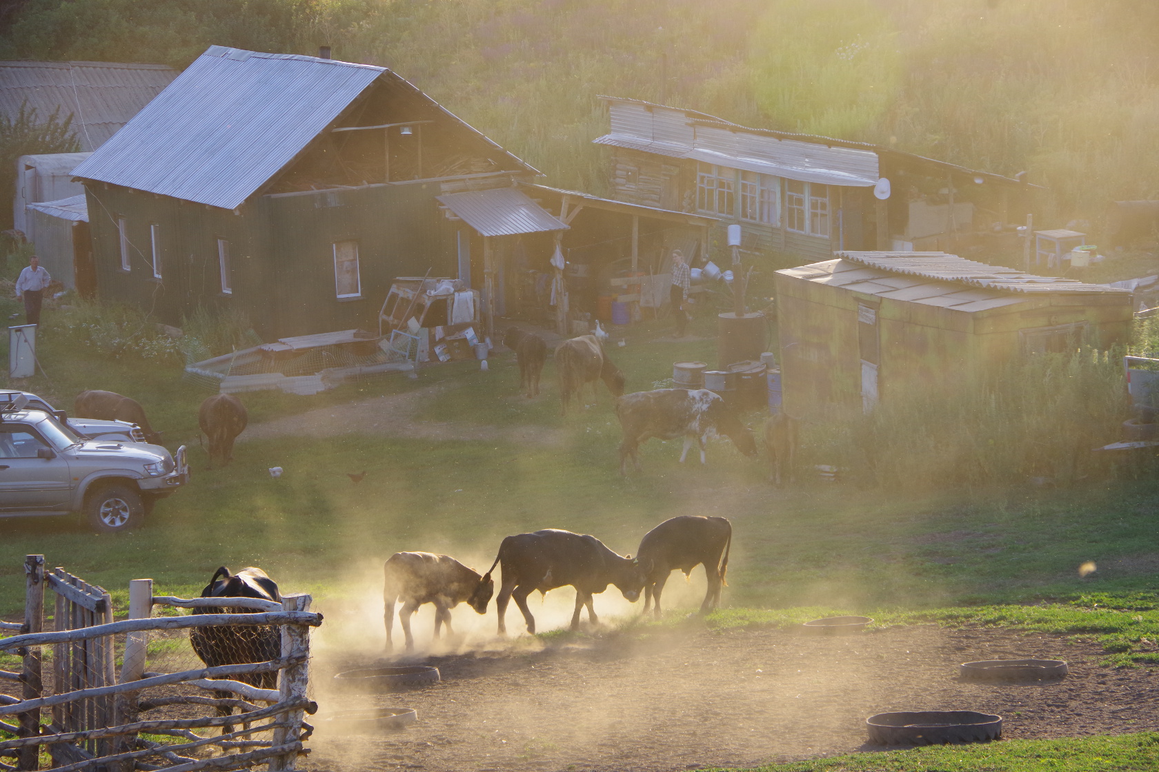 Die Rinder werden zum Hof getrieben