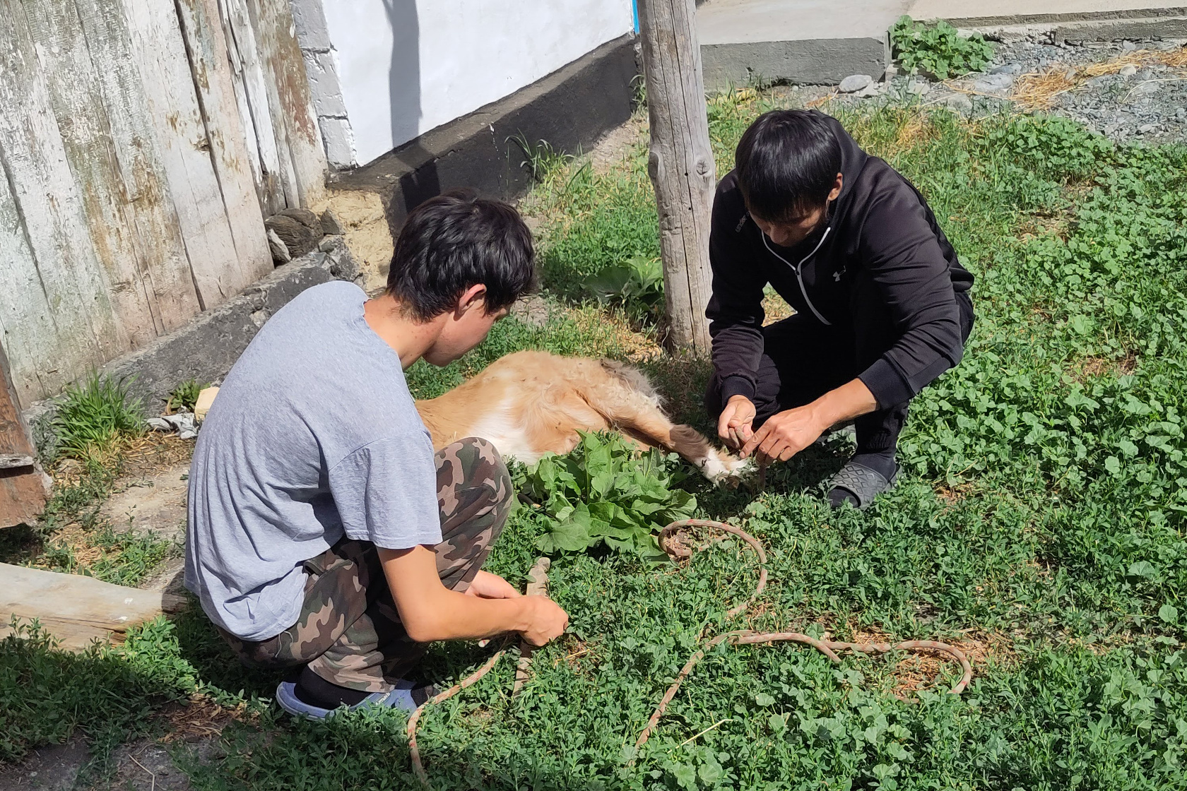 Schlachtung einer Ziege