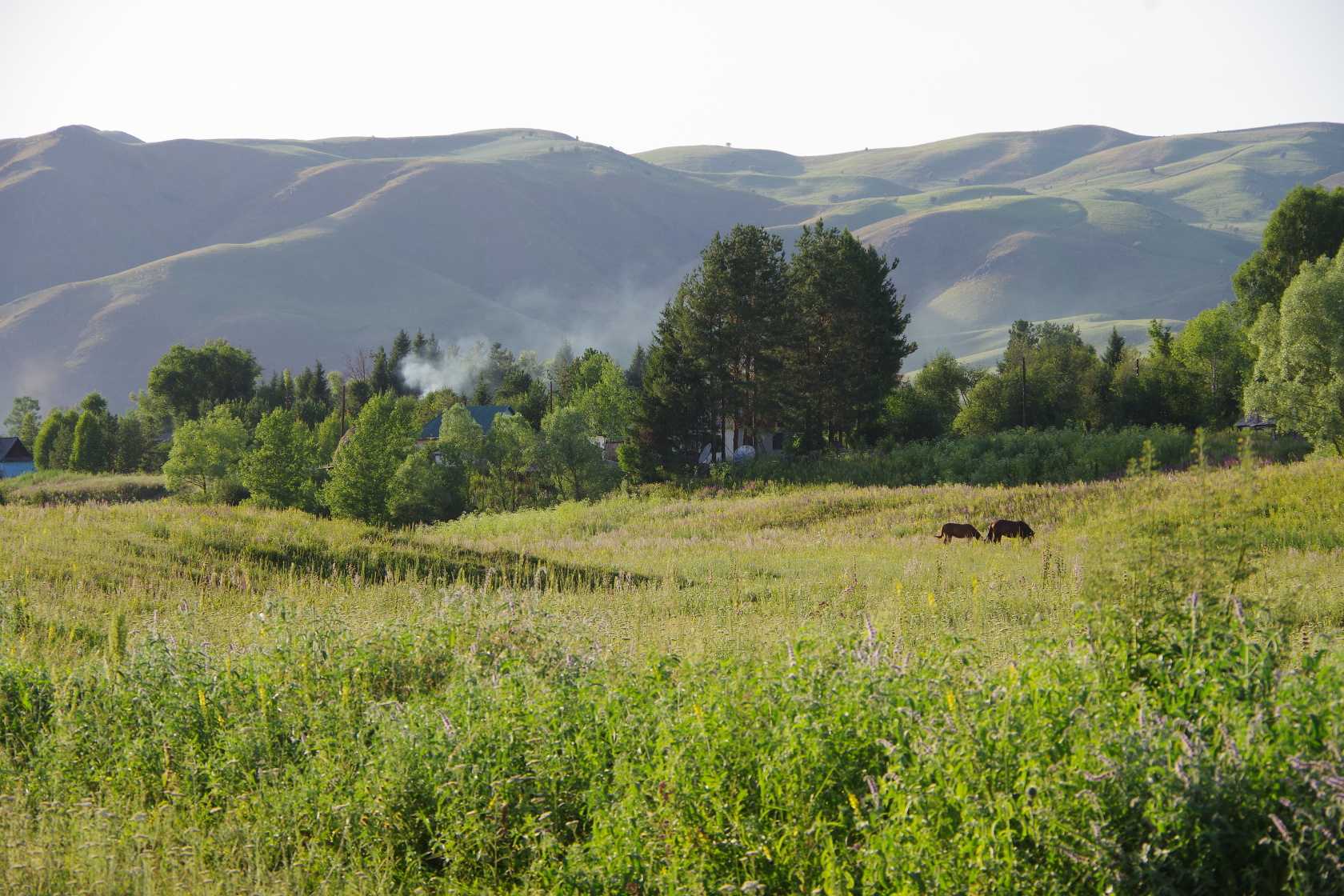 Blick auf weidende Pferde