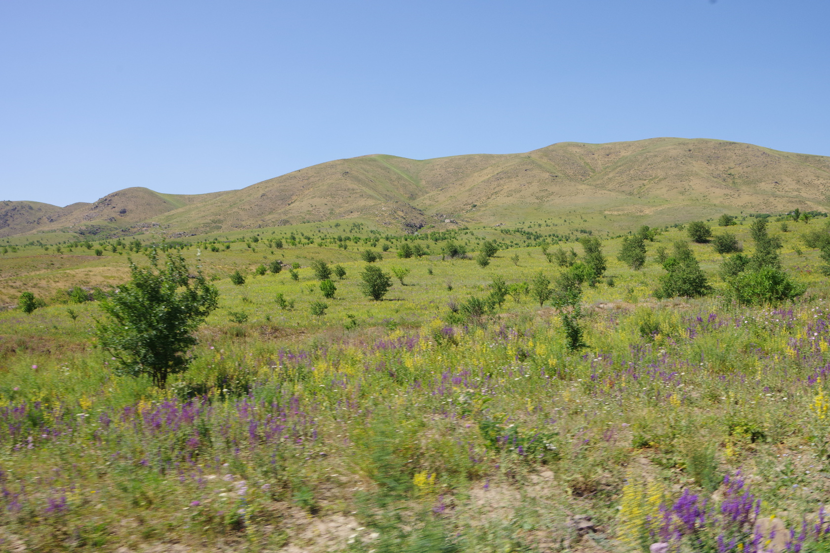 Bunte Blumenwiesen und grüne Hügel